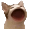 pp_cat