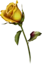 YellowRoseS