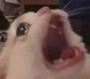 catNOOO