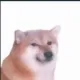 00dog_bright