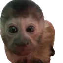 nb_monkeStare