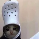 hovi_crockcat