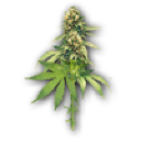 zarzavat Discord emoji
