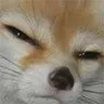 fennecjudge