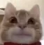 kitystare