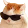 CoolCat