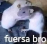 fuerzabro_FDB Discord emoji