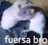 fuerzabro_FDB