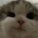 smirkcat smirkcat