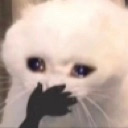 8a__catcry Discord emoji