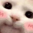8a__catblush Discord emoji
