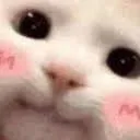 8a__catblush