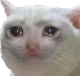 8a_catsadaf Discord emoji