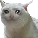 cry_cat
