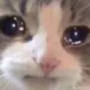 cattosad