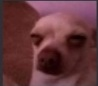 NHM_dogg Discord emoji
