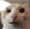 raisedeyebrowcat raisedeyebrowcat