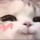 cat_blush cat_blush