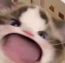 cattowoah