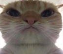 catwhenshesendsherboobsandnotbea Discord emoji