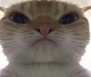 catwhenshesendsherboobsandnotbea