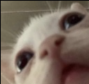 hk_desi Discord emoji