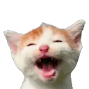 CIcathaha CIcathaha