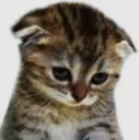 catsad2 Discord Emoji