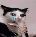 OMGCat