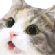 wowcat wowcat