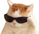 Cooldude Cooldude