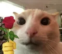 G_gatitoconrosa