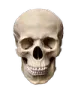 dead dead