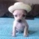perrito Discord emoji