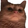 Judgementalcat Judgementalcat
