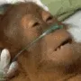 deadmonke