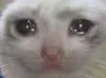 cryingcat