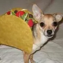 DoggosTacos DoggosTacos