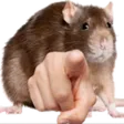ratpoint