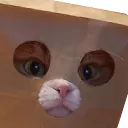 Cat4 cat4 Discord Emoji