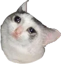 sadgecat