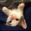 camicat