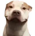whatthedogdoin whatthedogdoin
