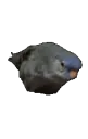 birbosaur