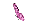 pinkbutterfly