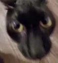 cate