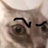 CatLookingSussy