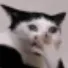 pnv_meochemiengdaulong