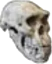 RealisticSkull