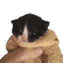 KittySaysBallocks Discord Emoji